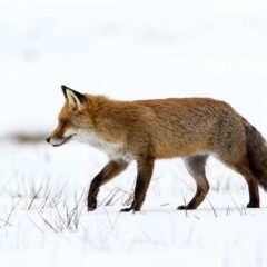 el-Gal2-007-Mr-Renard
