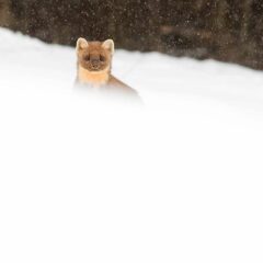Martre des pins / Martes martes / European pine marten