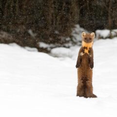 Martre des pins / Martes martes / European pine marten