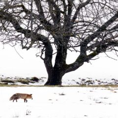 Renard roux / Vulpes vulpes / Red fox