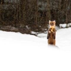 Martre des pins / Martes martes / European pine marten