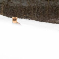 Martre des pins / Martes martes / European pine marten