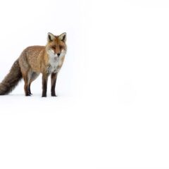 el-Gal2-030-Regard-de-renard