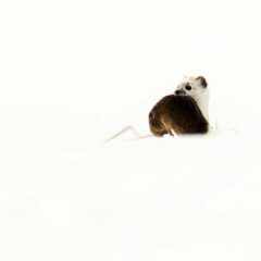 Hermine blanche / Mustela erminea / White ermine