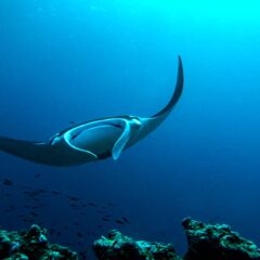 Raie manta océanique / Manta birostris / Ocean manta ray