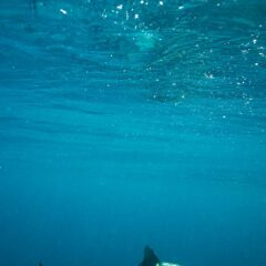 Requin gris de récif / Carcharhinus amblyrhynchos / Gray reef shark