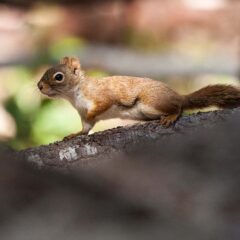 Ecureuil roux / Sciurus vulgaris / Red squirrel