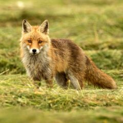 Renard roux / Vulpes vulpes / Red fox