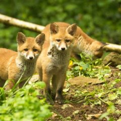Renard roux / Vulpes vulpes / Red fox