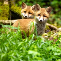 Renard roux / Vulpes vulpes / Red fox