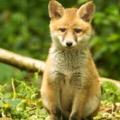 Renard roux / Vulpes vulpes / Red fox
