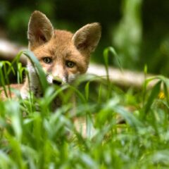 Renard roux / Vulpes vulpes / Red fox