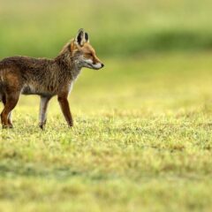 Renard roux / Vulpes vulpes / Red fox