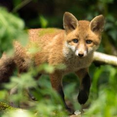 Renard roux / Vulpes vulpes / Red fox