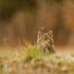 Chat sauvage / Felis silvestris / Wild cat