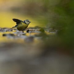el-Gal4-36-Mésange dans le ruisseau