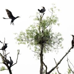 Grand Cormorans / Phalacrocorax / Great Cormorant