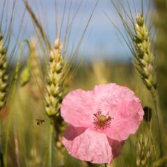 el-Gal7-13-Coquiclot rose