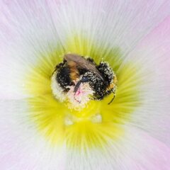 Bourdon / Bombus / Bumblebee