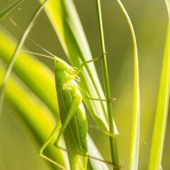 La grande sauterelle verte / Tettigonia viridissima /  Green grasshopper