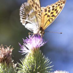 el-Gal7-26-Effet papillon